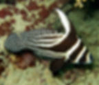 Nocturnal fish time!