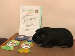 Raiju van Ittersum Cavies