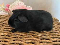 128) My Love Aethas Sunreaver