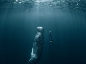 [Fiction] The Queen of Whales by Arben Alovic