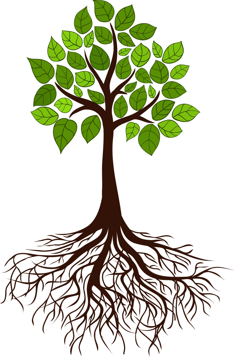 Rooted Tree
