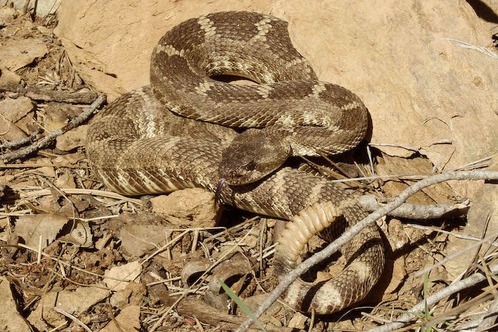 Crotales oreganus