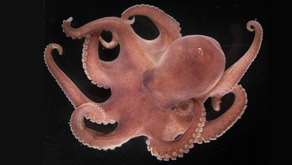 Új polipfajt fedeztek fel a tudósok