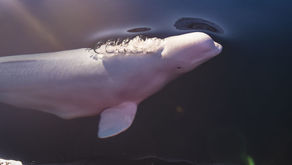 Kérdések Hvaldimir halála körül