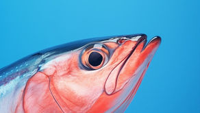 Korlátozott lazacozás