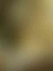 Animal-shaped candles