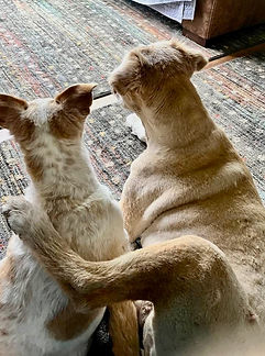 Two dogs sitting side by side indoors with one paw resting on the other