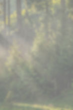 Forest Light_edited.jpg