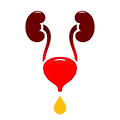 Bladder Icon_edited.png