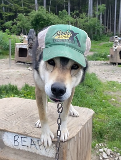 Bear the goofy dog