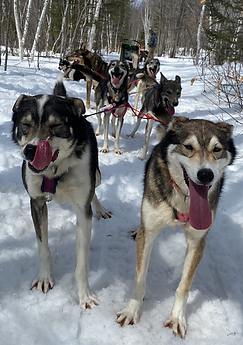 Two lead dogs