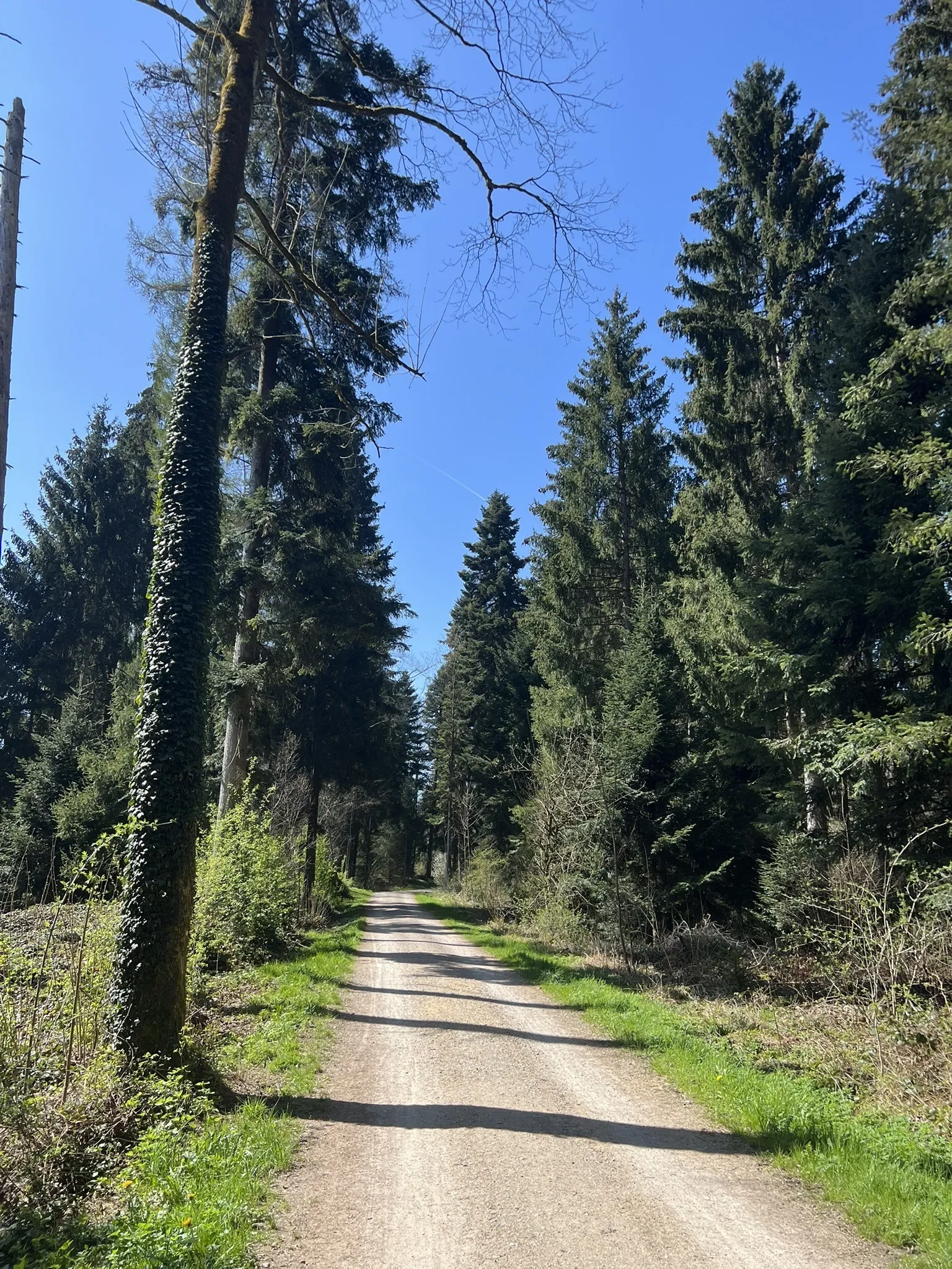 Rüti Wald