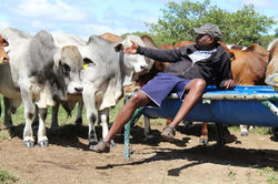 BN3 Panganayi Borans