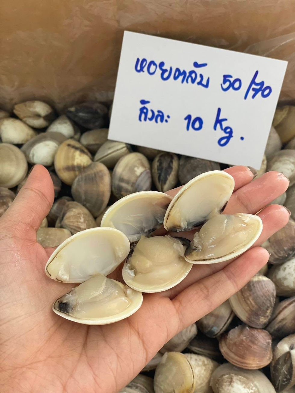 Thumbnail: Clams 10/20 Wedge shell 55฿