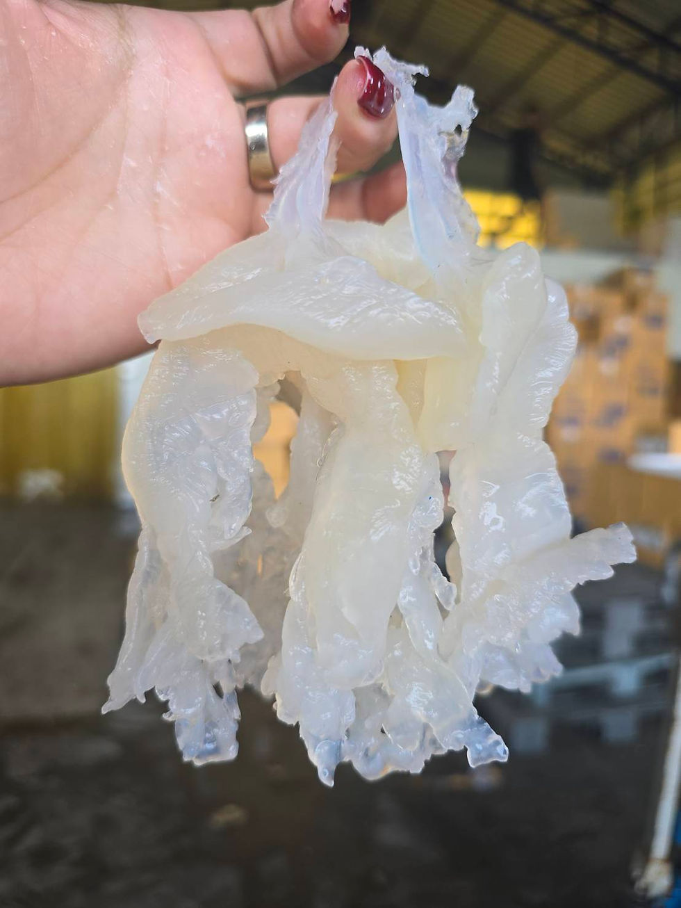 ภาพขนาดย่อ: กระพรุนถังเค็ม ผ่าสี่/ขาล้วน 520-780฿