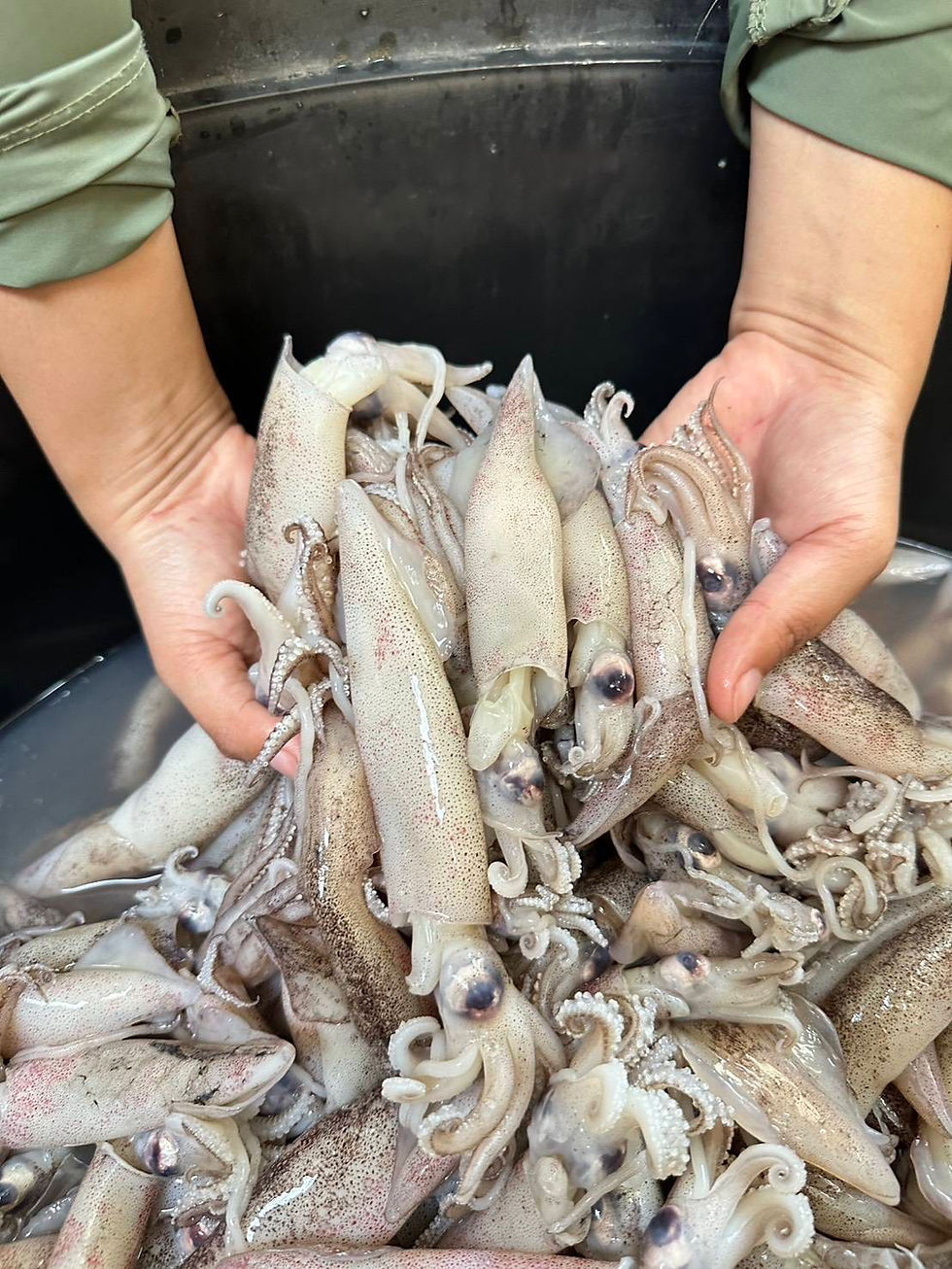 ภาพขนาดย่อ: หมึกอเมริกาA โลละ 105 บาท ก้อน 10 กก.