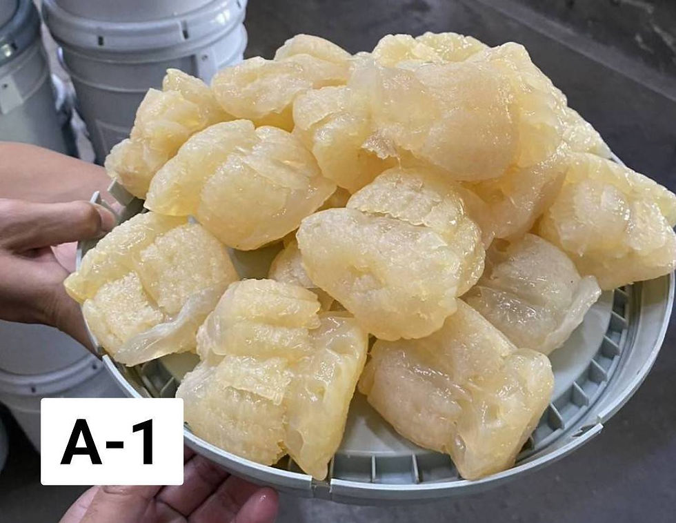 ภาพขนาดย่อ: กระพรุนหัวกระสุนแบบถัง/แบบแพค ล้างจืดและเค็ม 75฿-2750฿