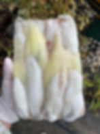 Squid eggs, Argentine A, 185฿