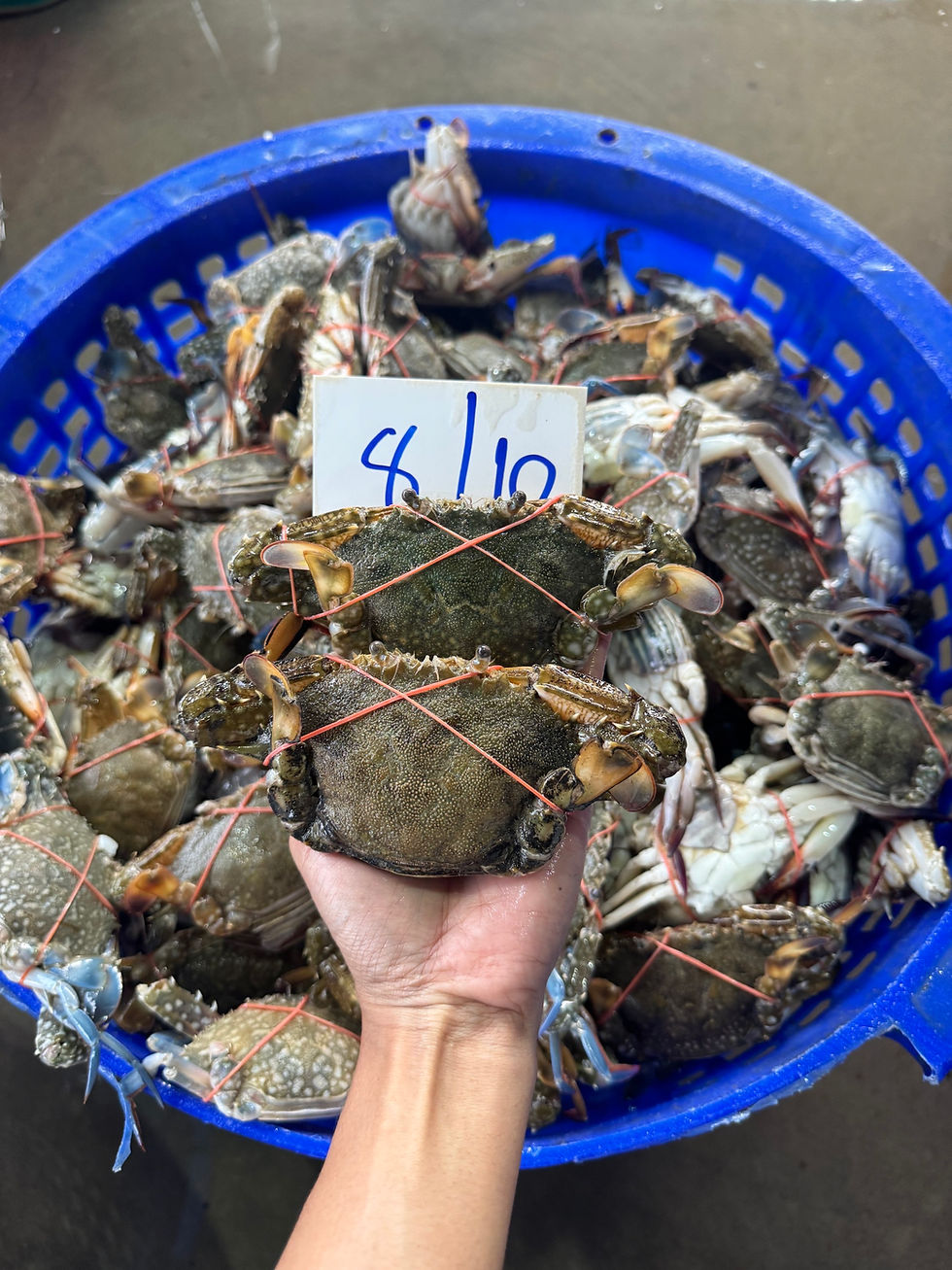 縮圖：新鲜青蟹（浮网/船）80-190฿