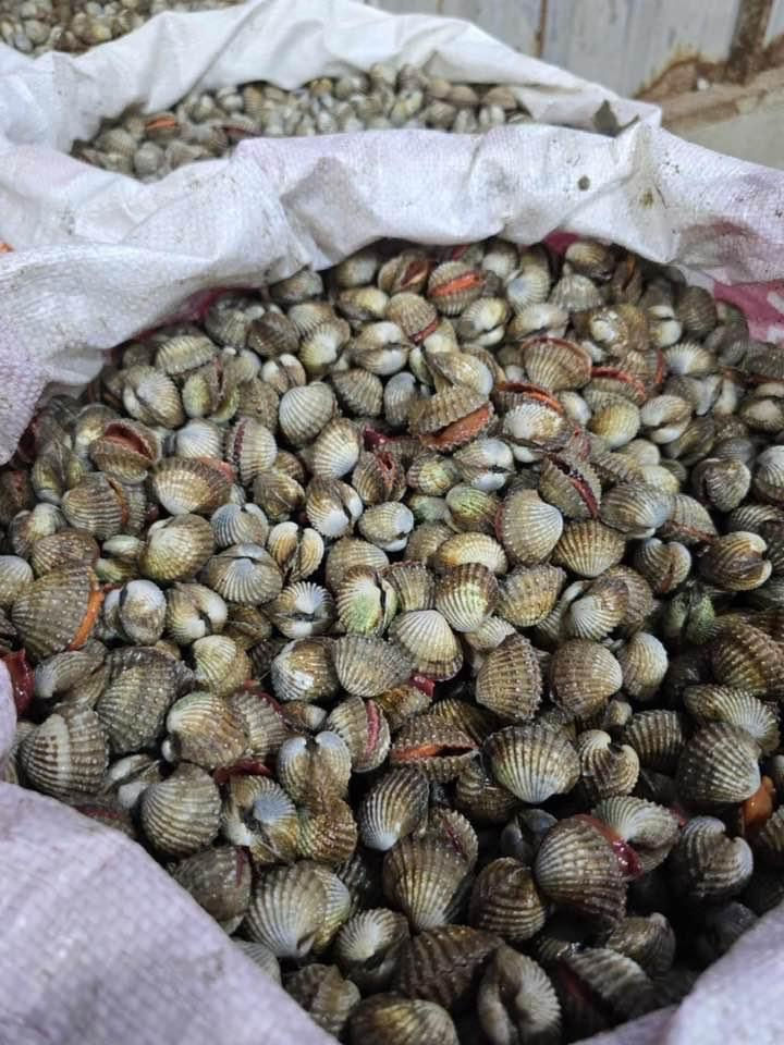 縮圖：鸟蛤列表 - 新鲜钻石贻贝 85-205฿