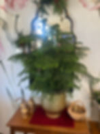 Norfolk Pine, Christmas Decor, Evergreen Plant, Christmas Gift