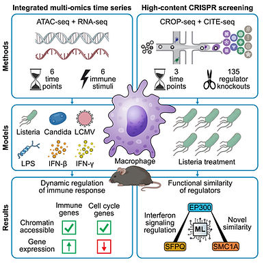 Dynamics of macrophage immune regulation