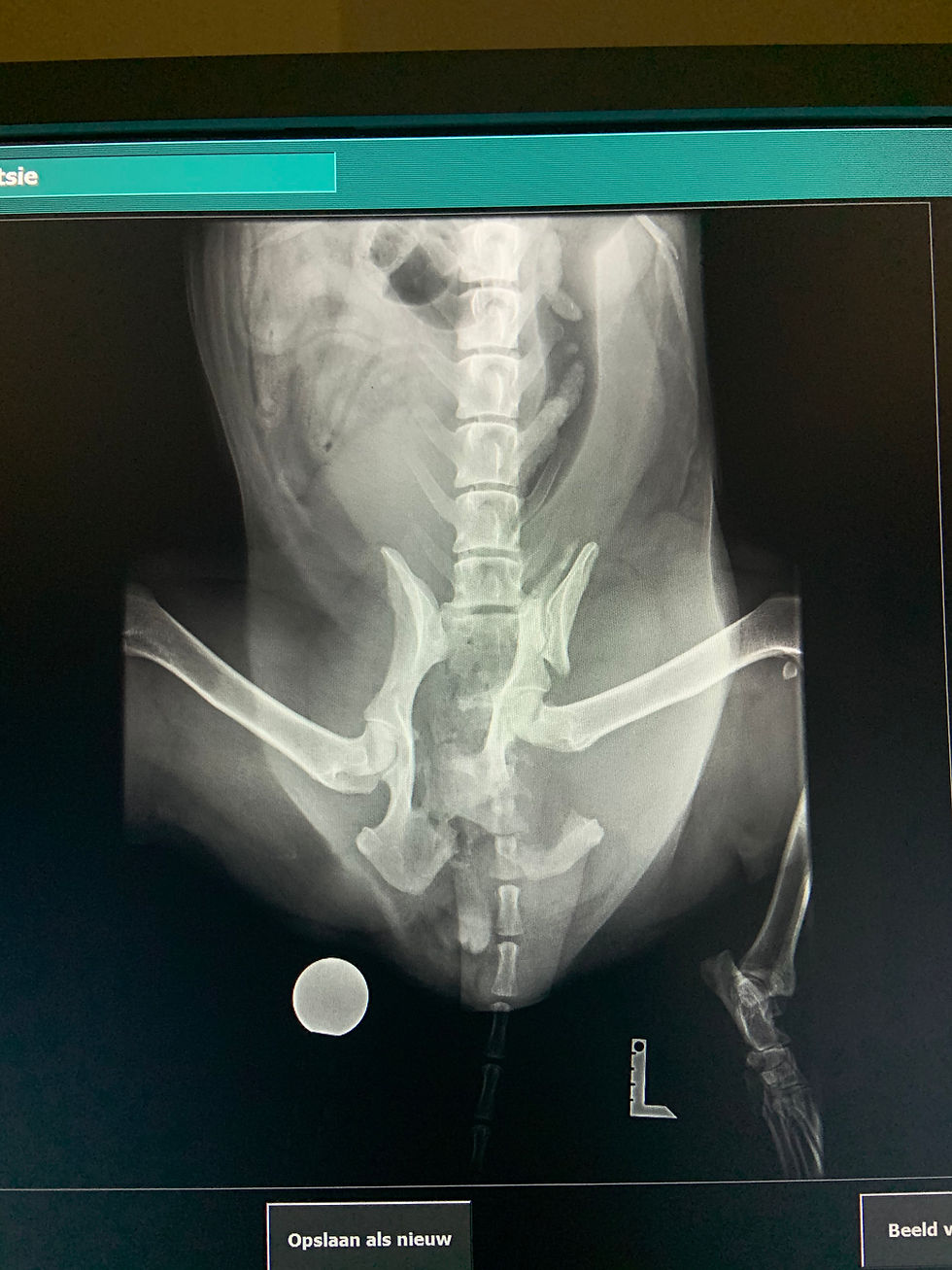 Toetsie Rx foto voor operatie