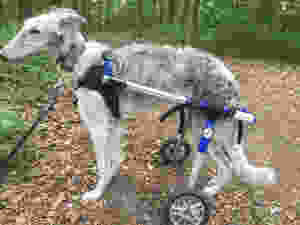 De rolwagen werd al vlug te klein voor Sya