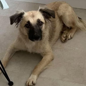 Missy - 1 year old female