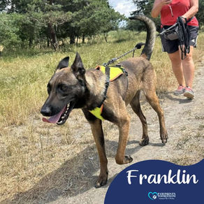 Franklin - 1 year old male