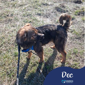 Dec - 6 month old male