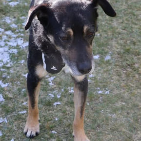 Bobo - 7 year old male