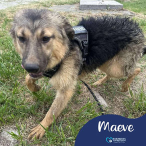 Maeve - 6 month old female