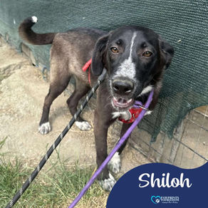 Shiloh - 6 month old female