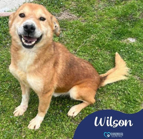 Wilson - 11 year old male