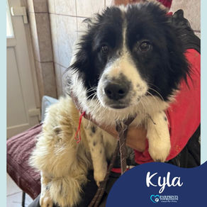 Kyla - 10 month old female
