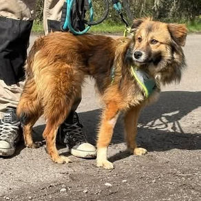 Twix - 8 month old female