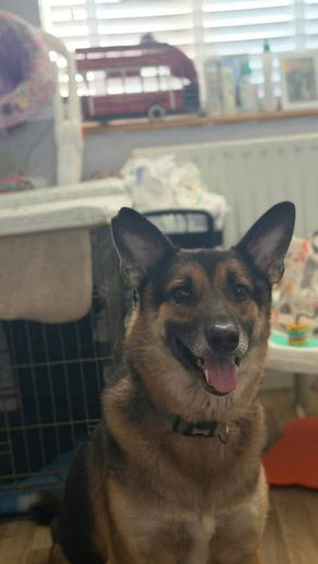 Wolfie and Rosie - 6 year old male and 9 year old female