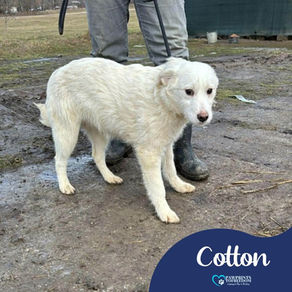 Cotton - 6 month old female