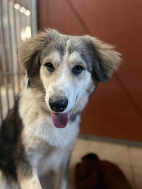 Bolt - 8 month old male