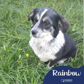 Rainbow - 6 month old female