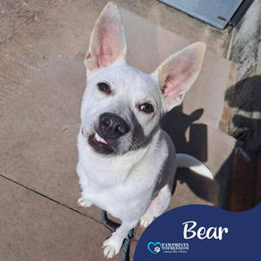 Bear - 3 year old male