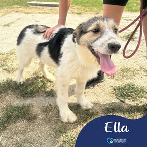 Ella - 6 month old female