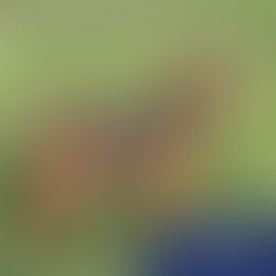 Blue - 2 year old male