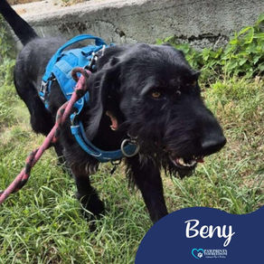Beny - 2 year old male