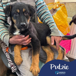 Putzie - 6 month old male