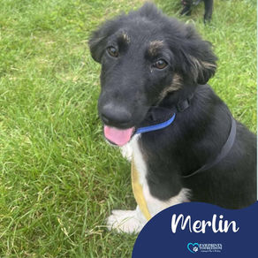 Merlin - 4 month old male