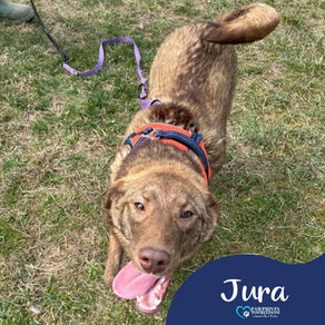 Jura - 10 month old female