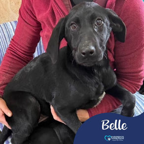 Belle - 7 month old female