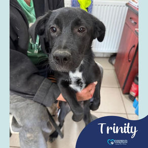 Trinity - 6 month old female